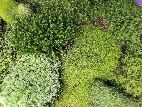 Natural Eastern Maine Moss Assortment for Terrariums, Vivariums, Crafts, Models.
